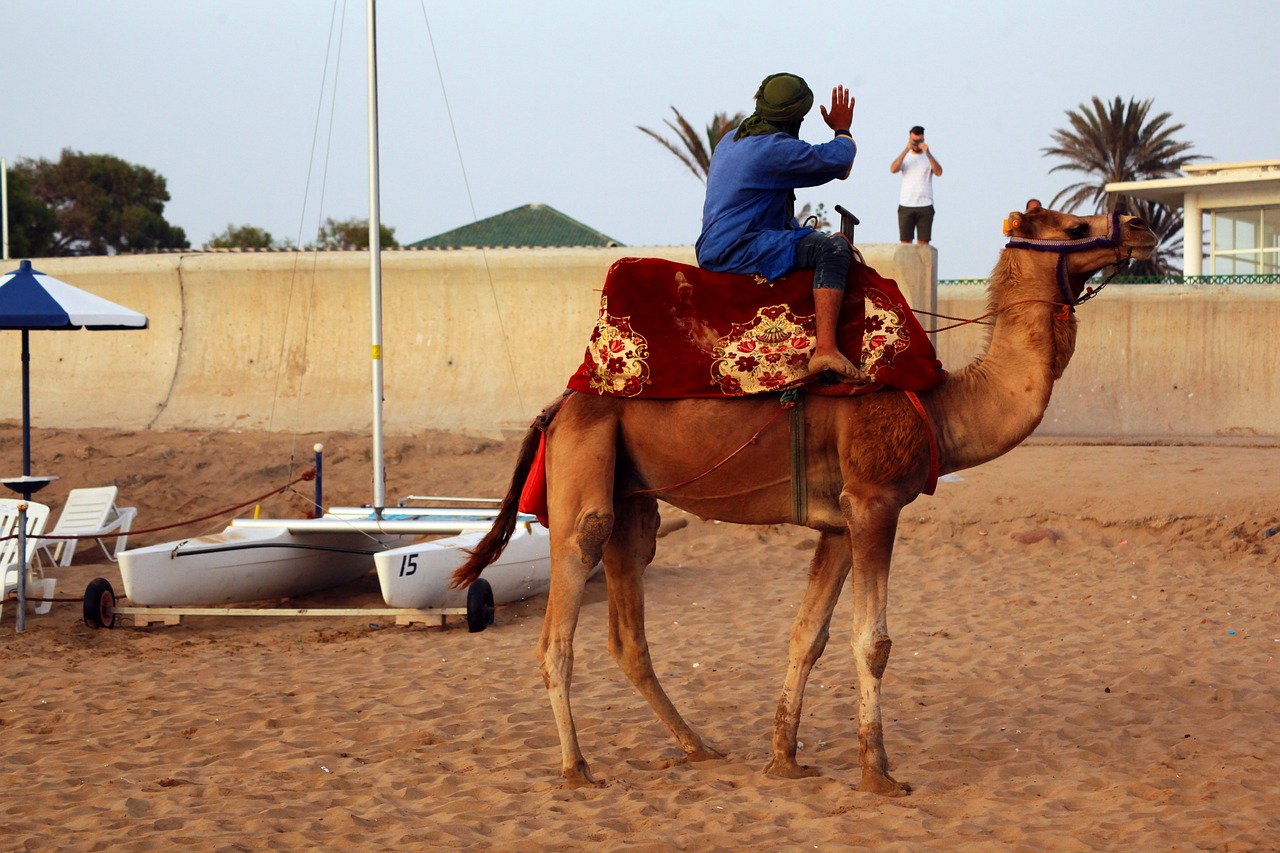 morocco, agadir, camel-5220527.jpg